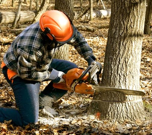 Tree Removal in Nelson, WI